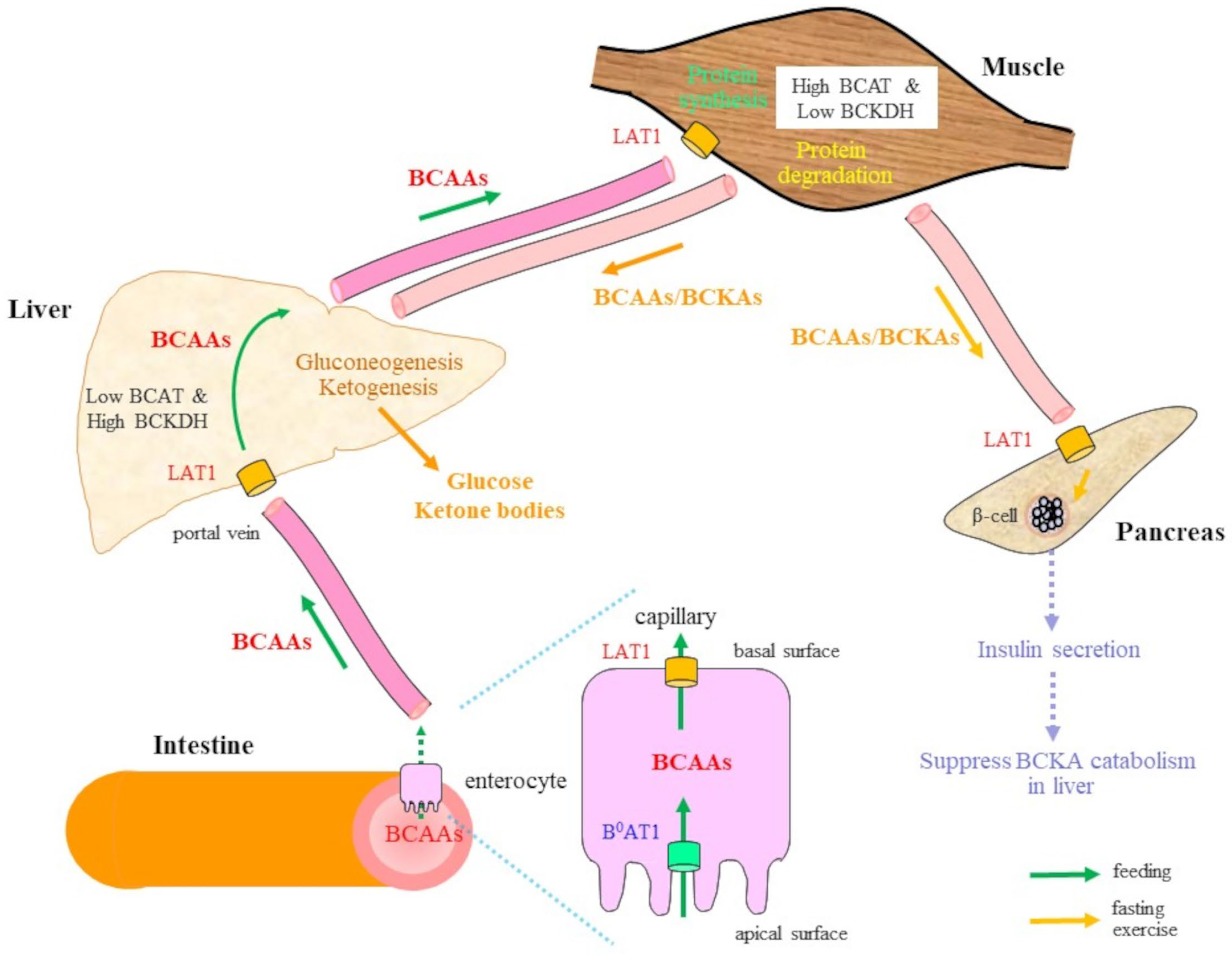 BCAA Overview